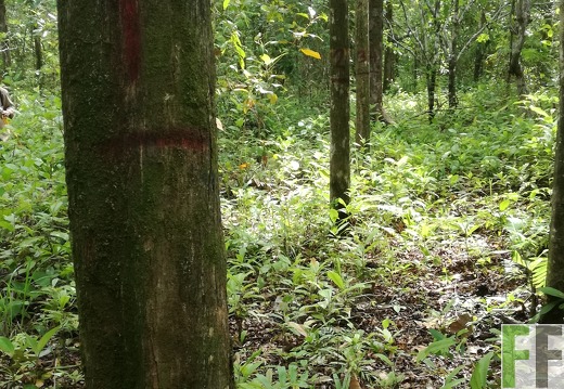 Finca Los Rios I 2018