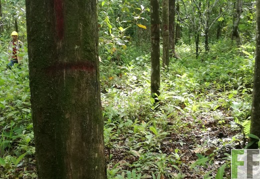 Finca Los Rios I 2018