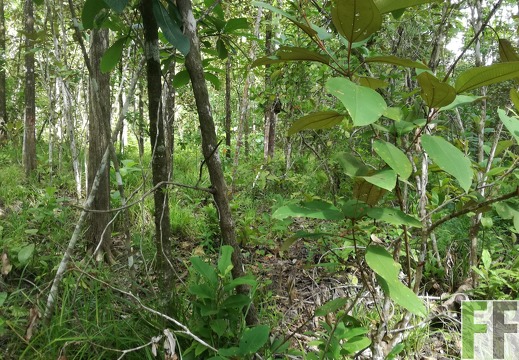 Finca Los Rios I 2018