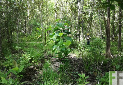 Finca Los Rios I 2018