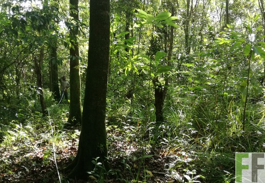 Finca Los Rios I 2018