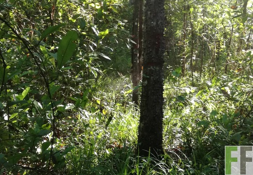 Finca Los Rios I 2018