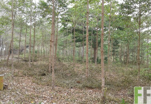 Finca Porto Chao III 2018