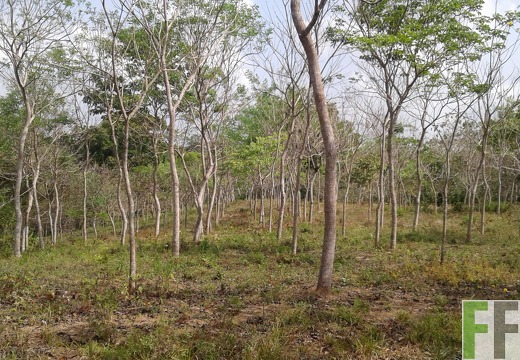 Finca Alabaster 2018