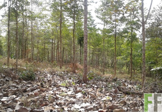 Finca Alabaster 2018