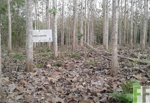 Finca Alabaster 2018