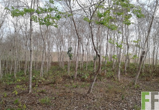 Finca Alabaster 2018