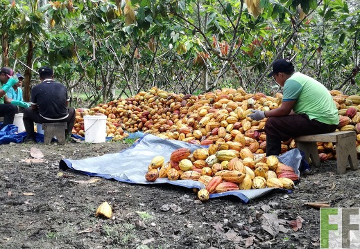 Kakaoernte 2017