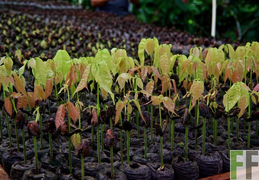 Kakaoprojekt Panama 2017