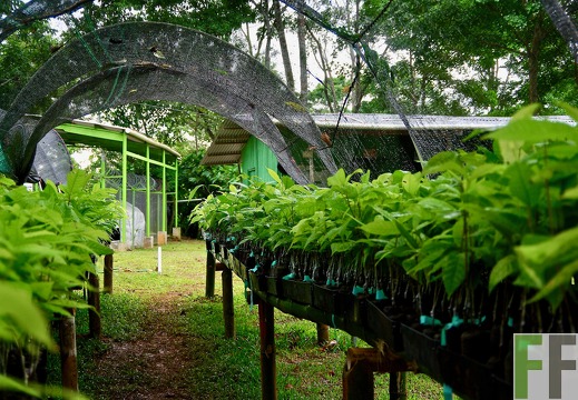 Kakaoprojekt Panama 2017