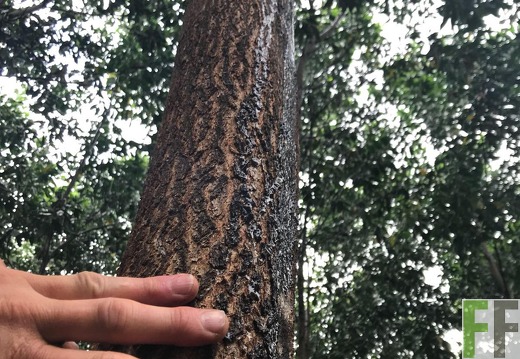 Akazien auf der Finca La Paz, 2017