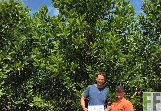 Akazien auf der Finca La Paz, 2017