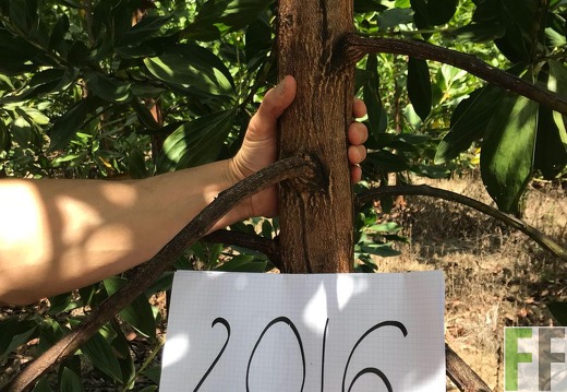 Akazien auf der Finca La Paz, 2017