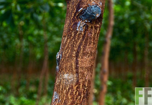 Akazien auf der Finca La Paz, 2017
