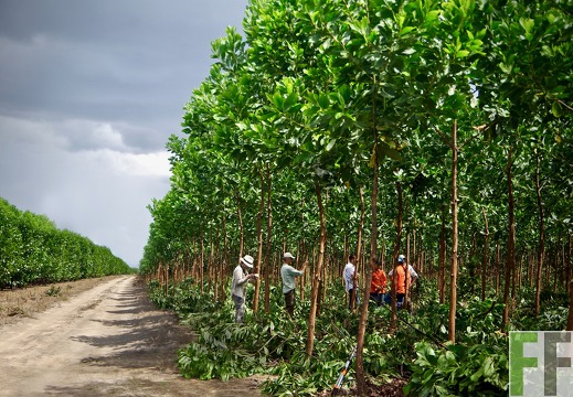 Entastung auf der Finca La Paz, 2017