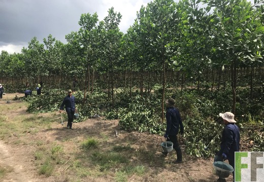 Entastung auf der Finca La Paz, 2017