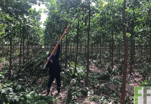 Entastung auf der Finca La Paz, 2017