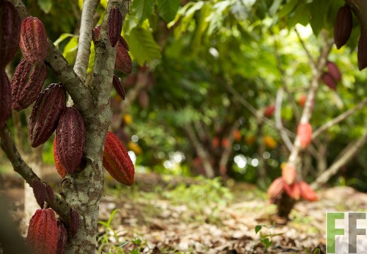 Peru, Finca Sisa, 2013