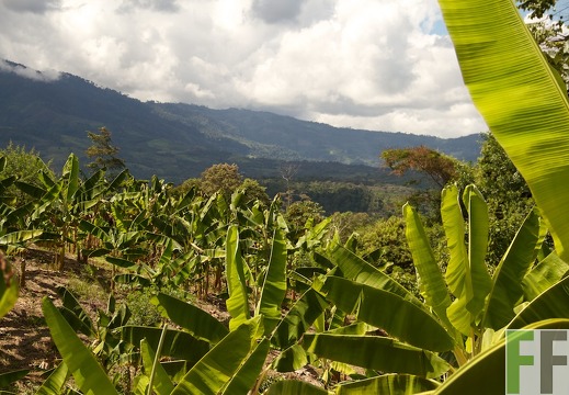 Peru, Finca Sisa, 2013