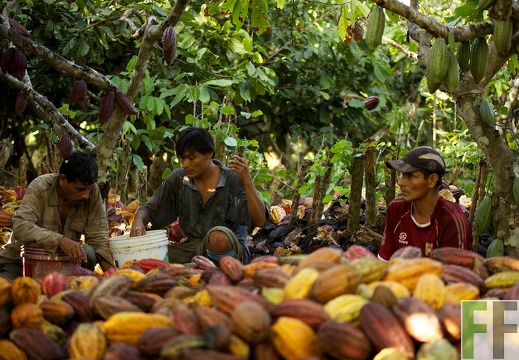 Finca Sisa, Peru: Menschen bei der Arbeit (2013)