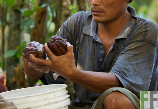 Finca Sisa, Peru: Menschen bei der Arbeit (2013)
