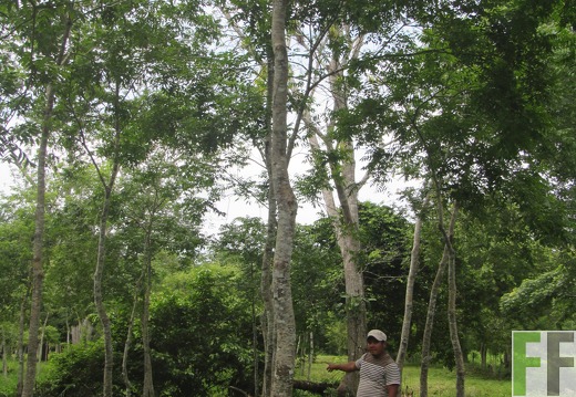 Mitarbeiter im Wald 2015