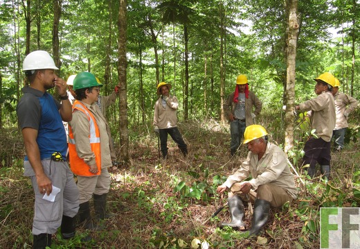Mitarbeite im Wald 2016