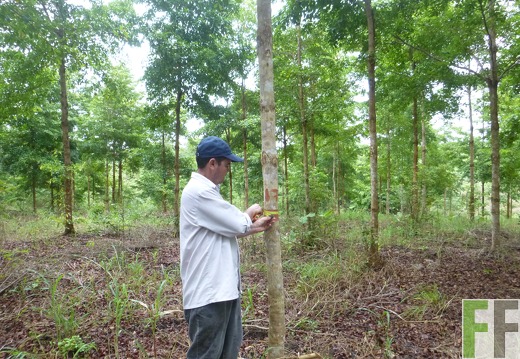 Vermessung des Baumes 2014