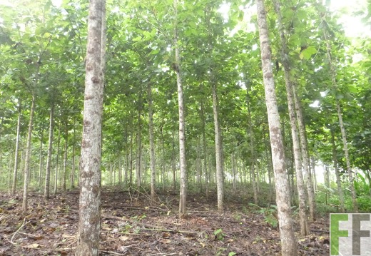 Blick in den Wald 2014