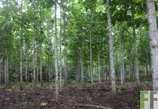 Blick in den Wald 2014