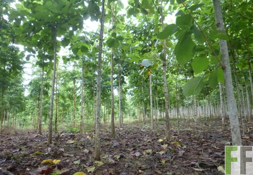 Blick in den Wald 2014