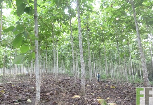 Blick in den Wald 2014