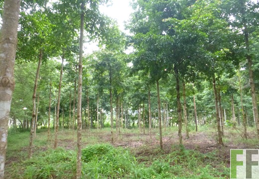 Blick in den Wald 2014