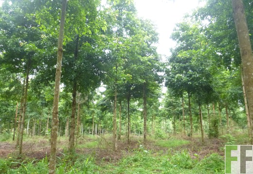 Blick in den Wald 2014