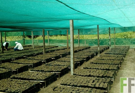 Baumschule Finca Leticia