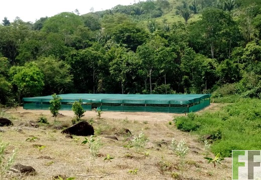 Baumschule Finca Leticia