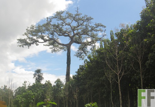 La Relojera V, Dezember 2016