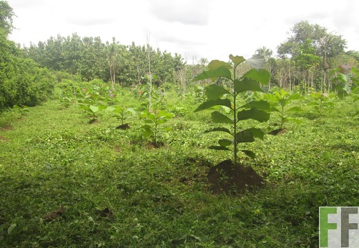 La Relojera V, Dezember 2016