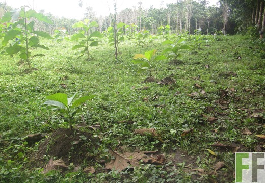 La Relojera V, Dezember 2016