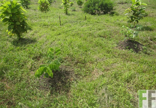 La Relojera V, Dezember 2016