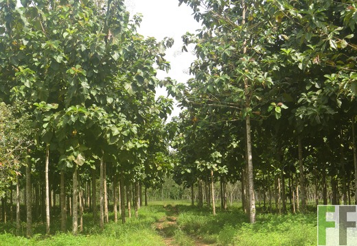 La Relojera V, Dezember 2016