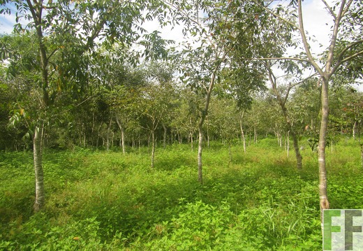 La Relojera V, Dezember 2016