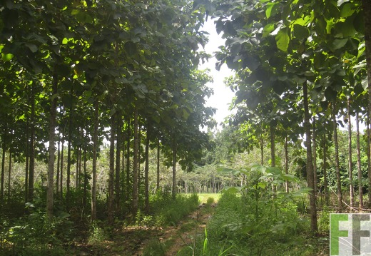 La Relojera V, Dezember 2016