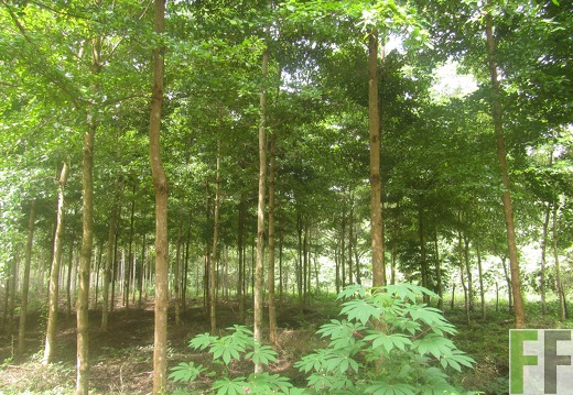 La Relojera V, Dezember 2016