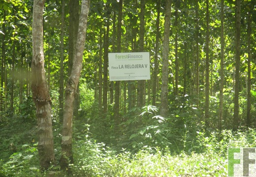 La Relojera V, Dezember 2016