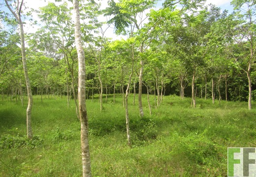 La Relojera III, Dezember 2016