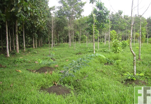 La Relojera III, Dezember 2016