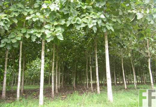 La Relojera III, Dezember 2016