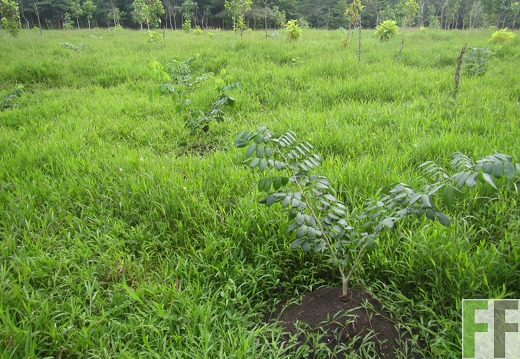 La Relojera III, Dezember 2016