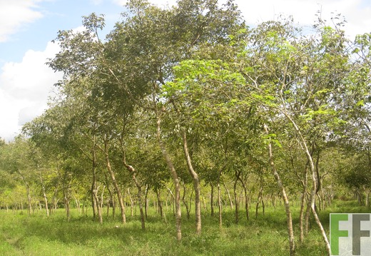 Playa Chuzo, Dezember 2016